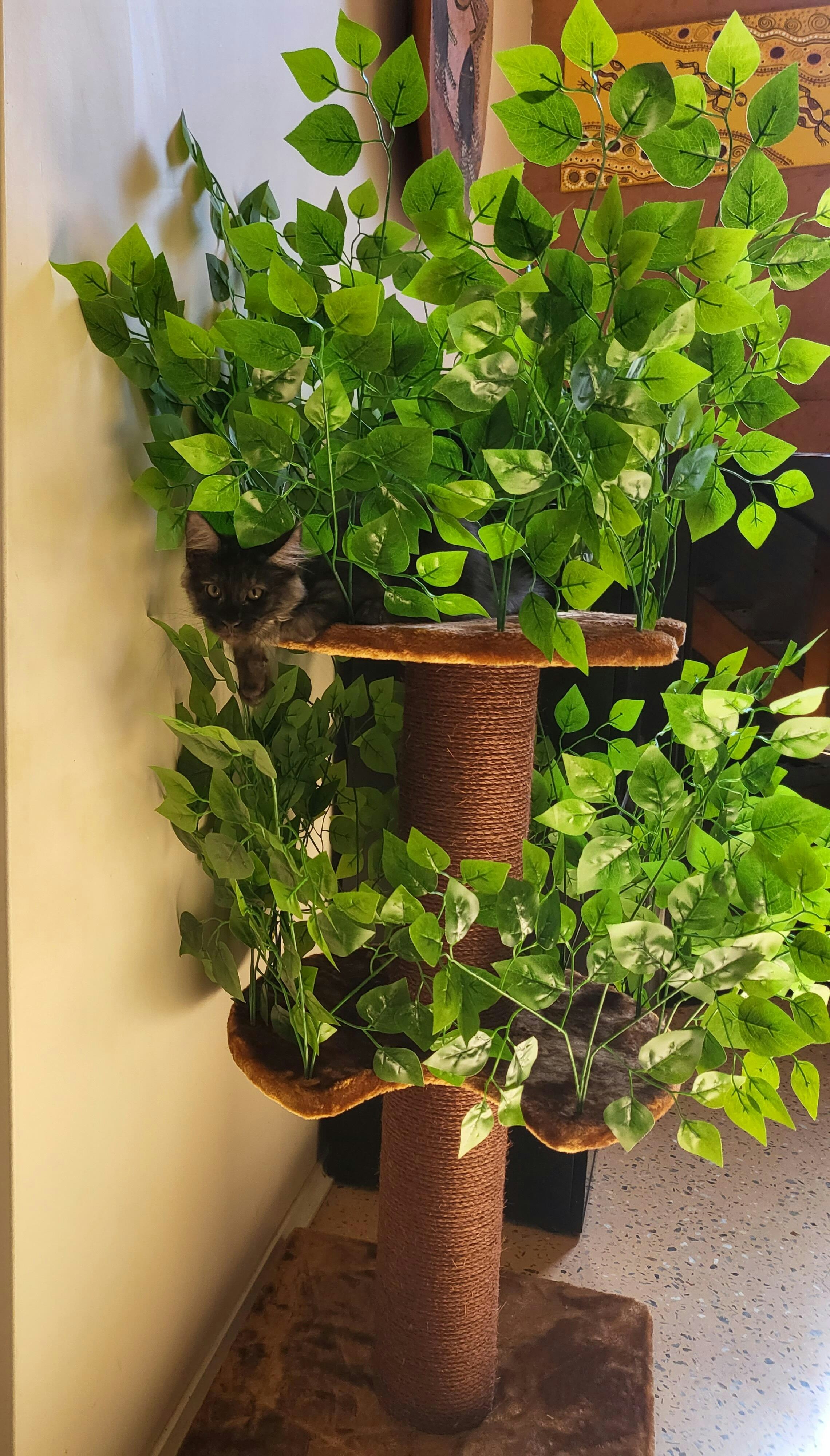 Cat Tree For Large Cats Cat Tree Natural Leaves CatTreeKing USA Cat Tree For Large Cats Cat Tree Natural Leaves CatTreeKing USA