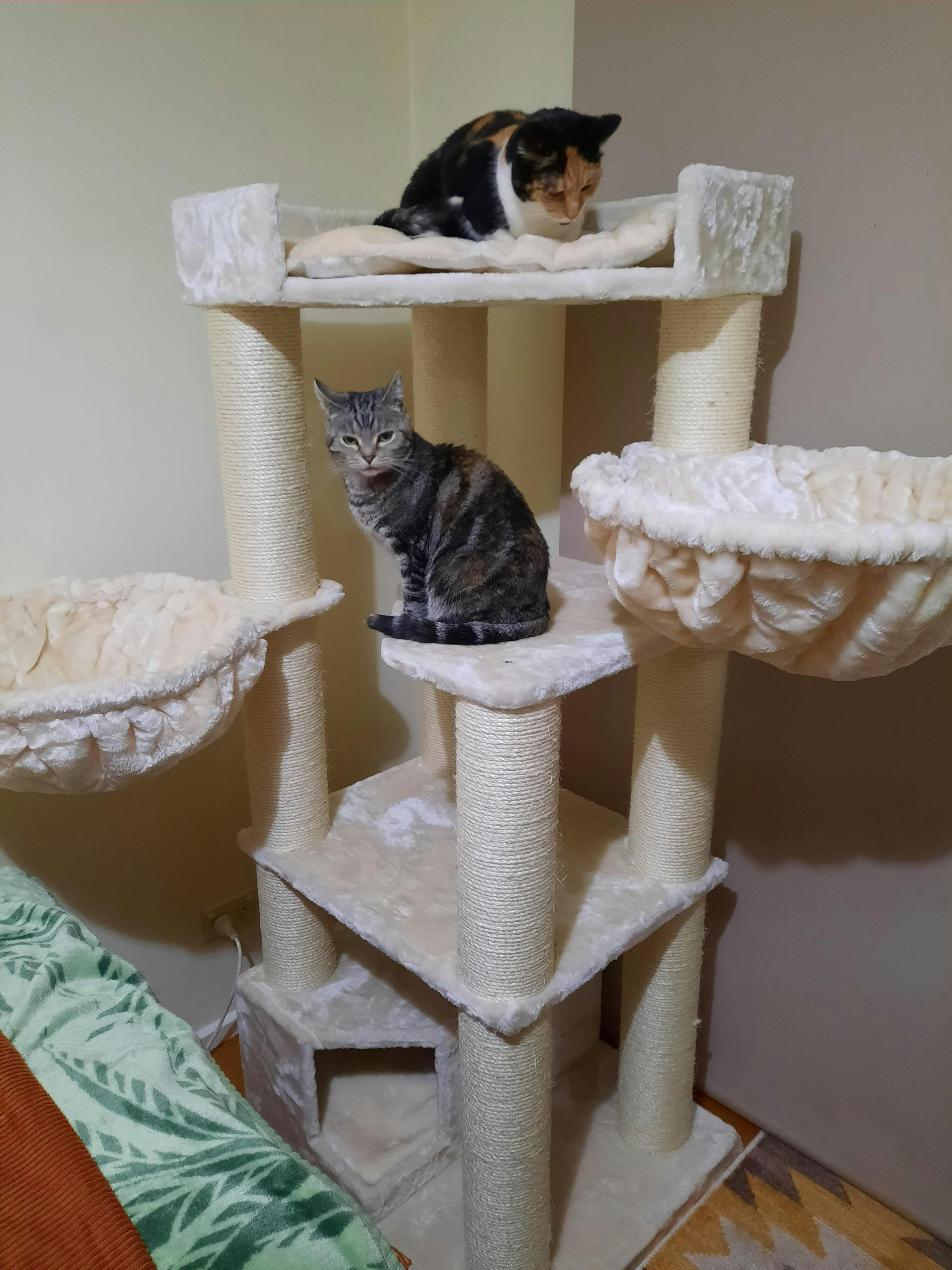 Cat Tree for large cats Corner Cat XXL (Beige) CatTreeKing Australia