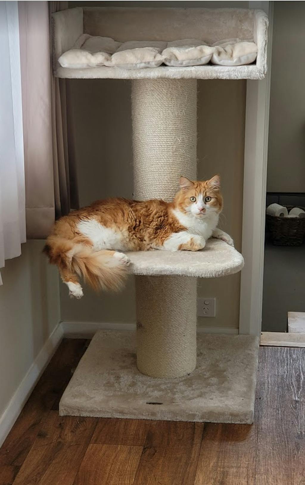 Cat Tree Furry Bengal (Forest Green) Cat Tree for cats from RHR Pets