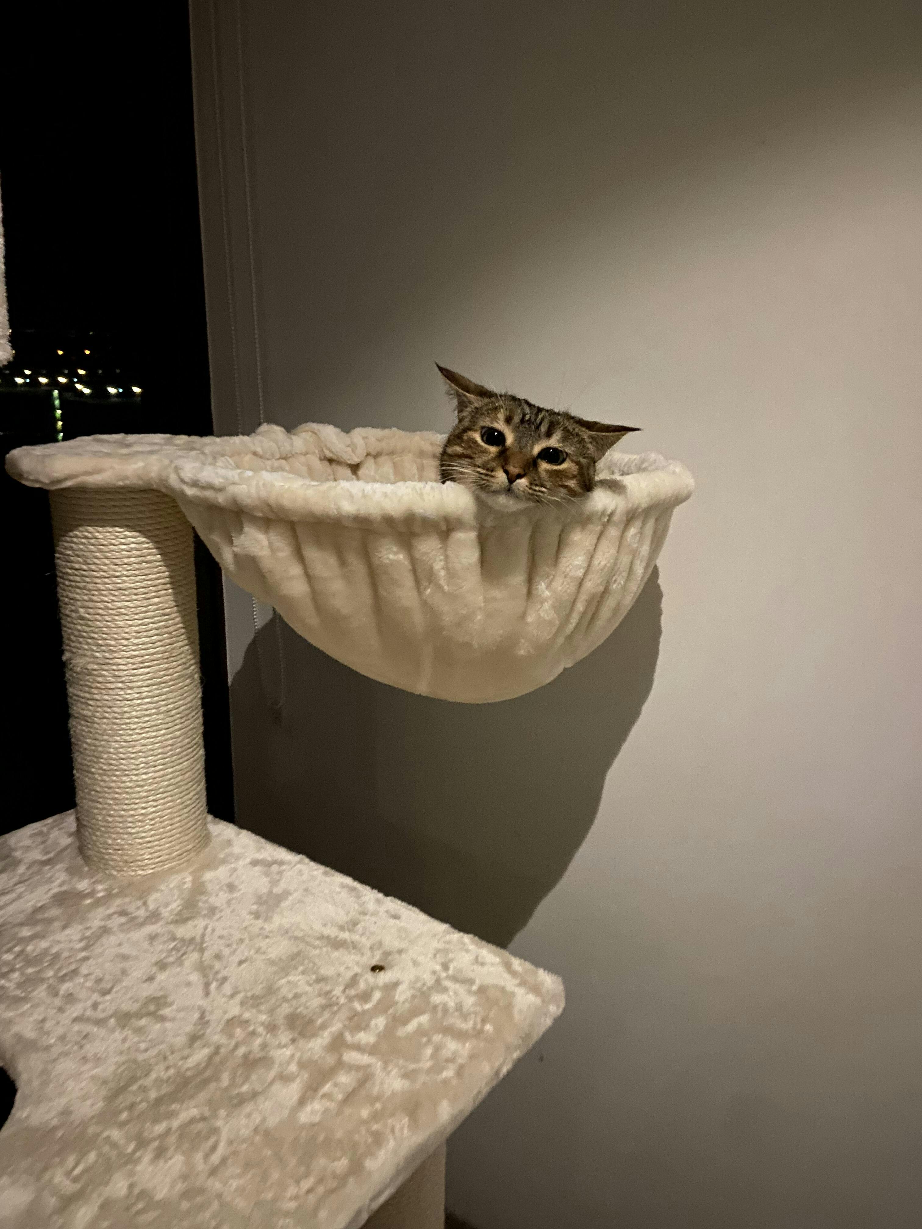 How to train cats not to scratch furniture Furniture protection tips