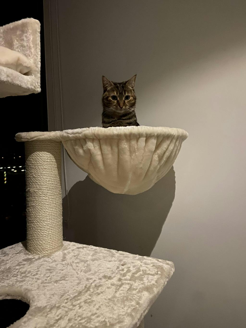 Cat Tree Furry Bengal (Forest Green) Cat Tree for cats from RHR Pets