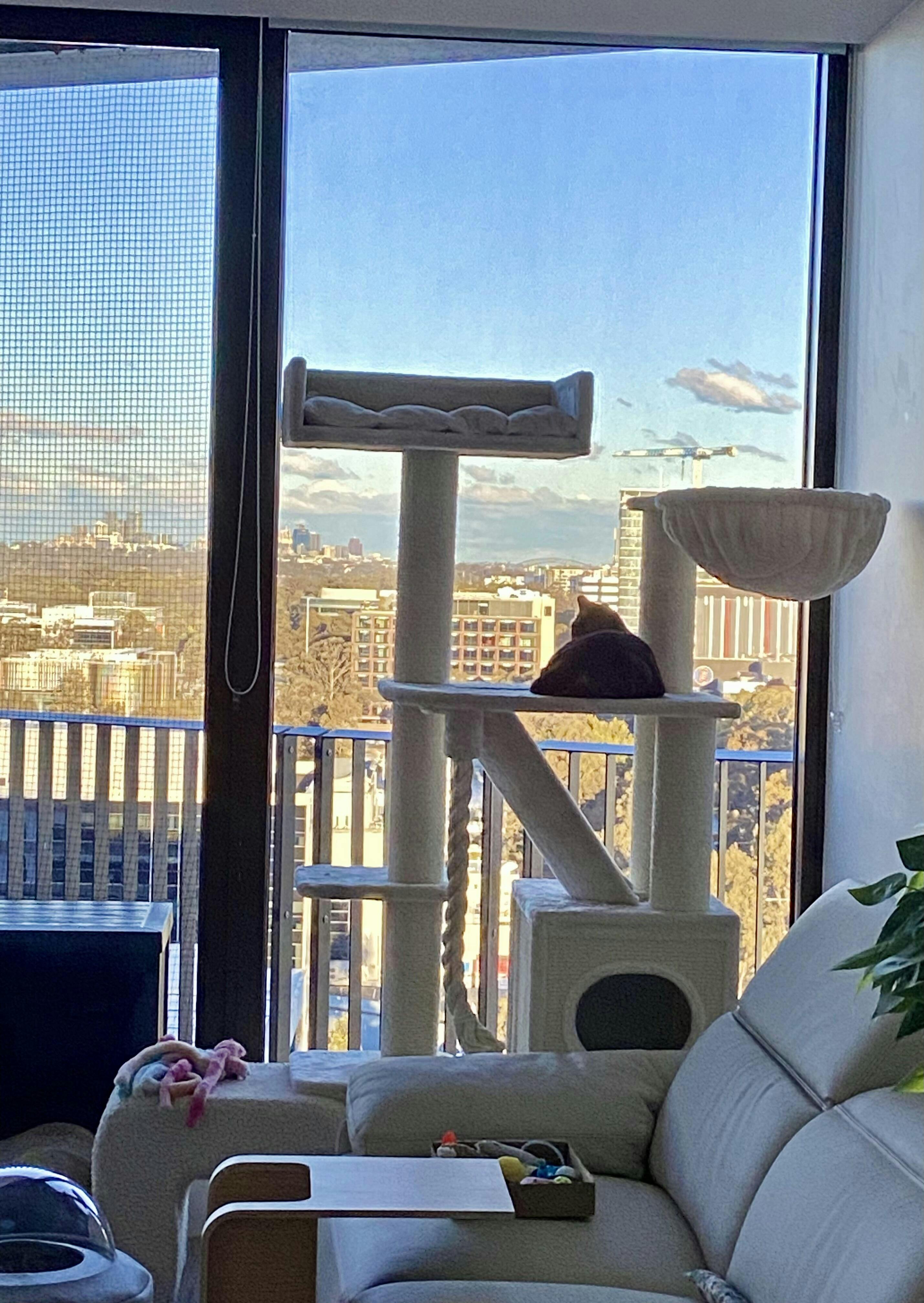 How to train cats not to scratch furniture Furniture protection tips