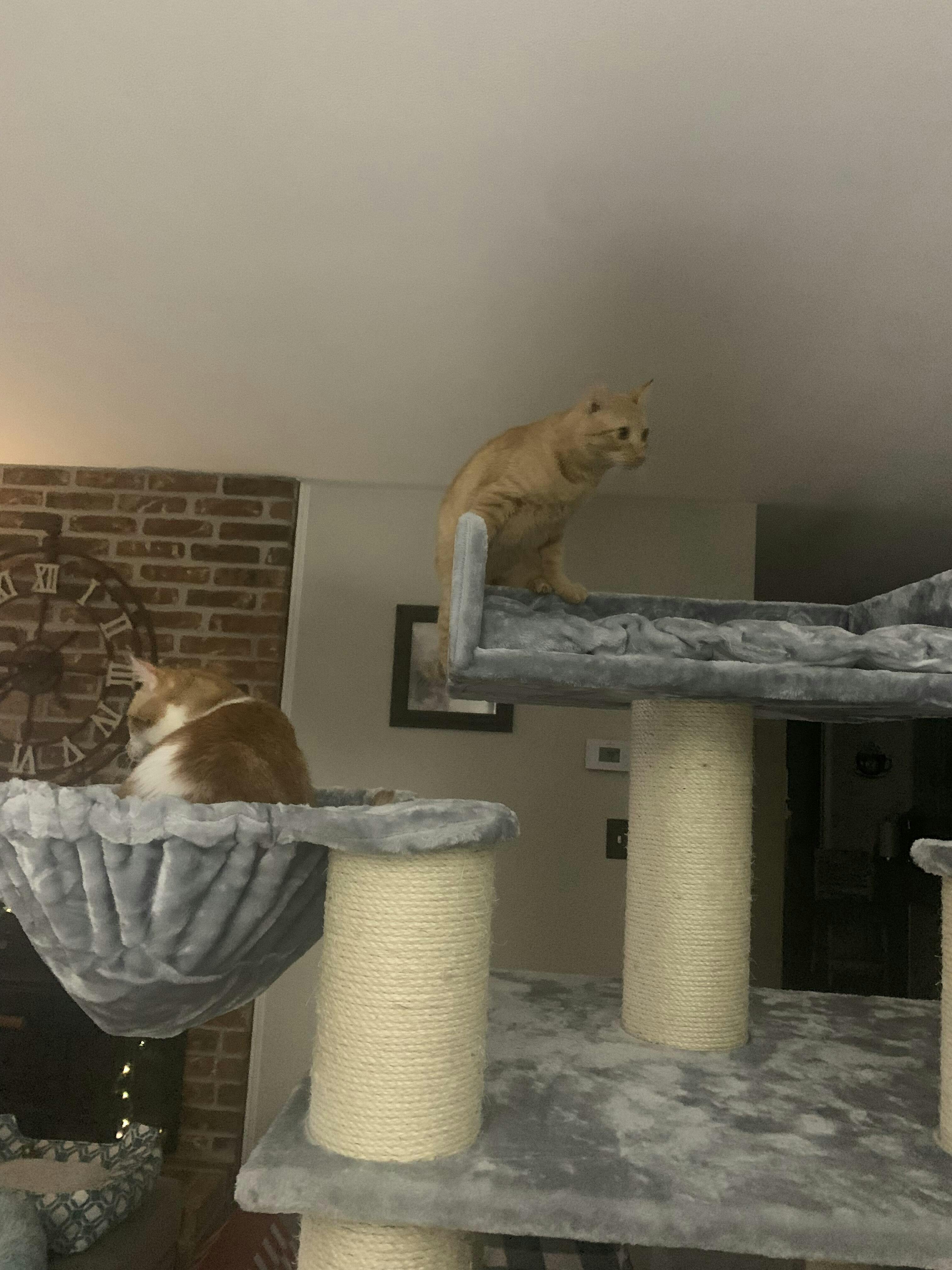 Cat Tree for large cats Cat Paradise (Light Grey) CatTreeKing USA