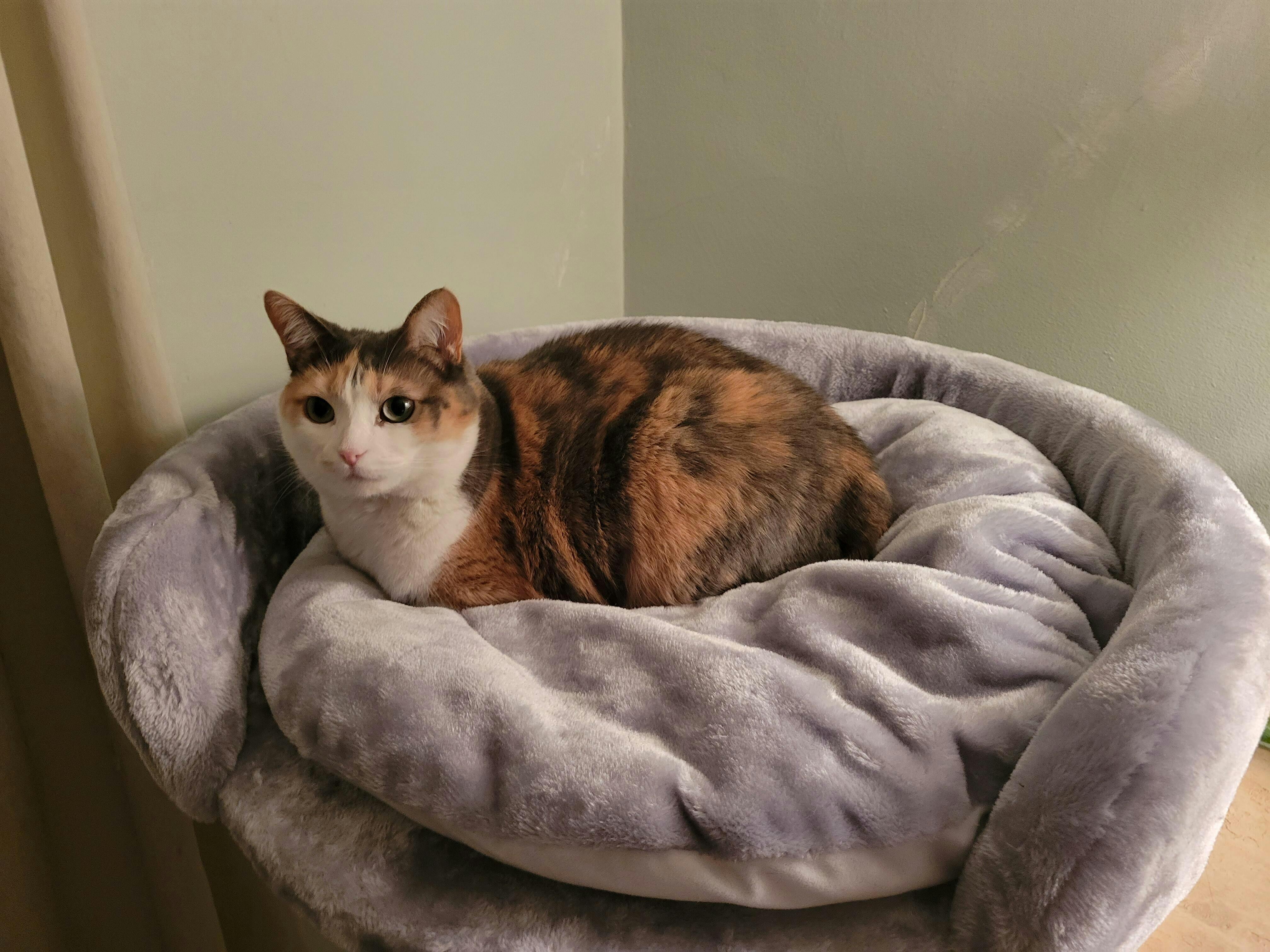 Cat Tree for large cats Queensplace XXL (Light Grey) CatTreeKing USA