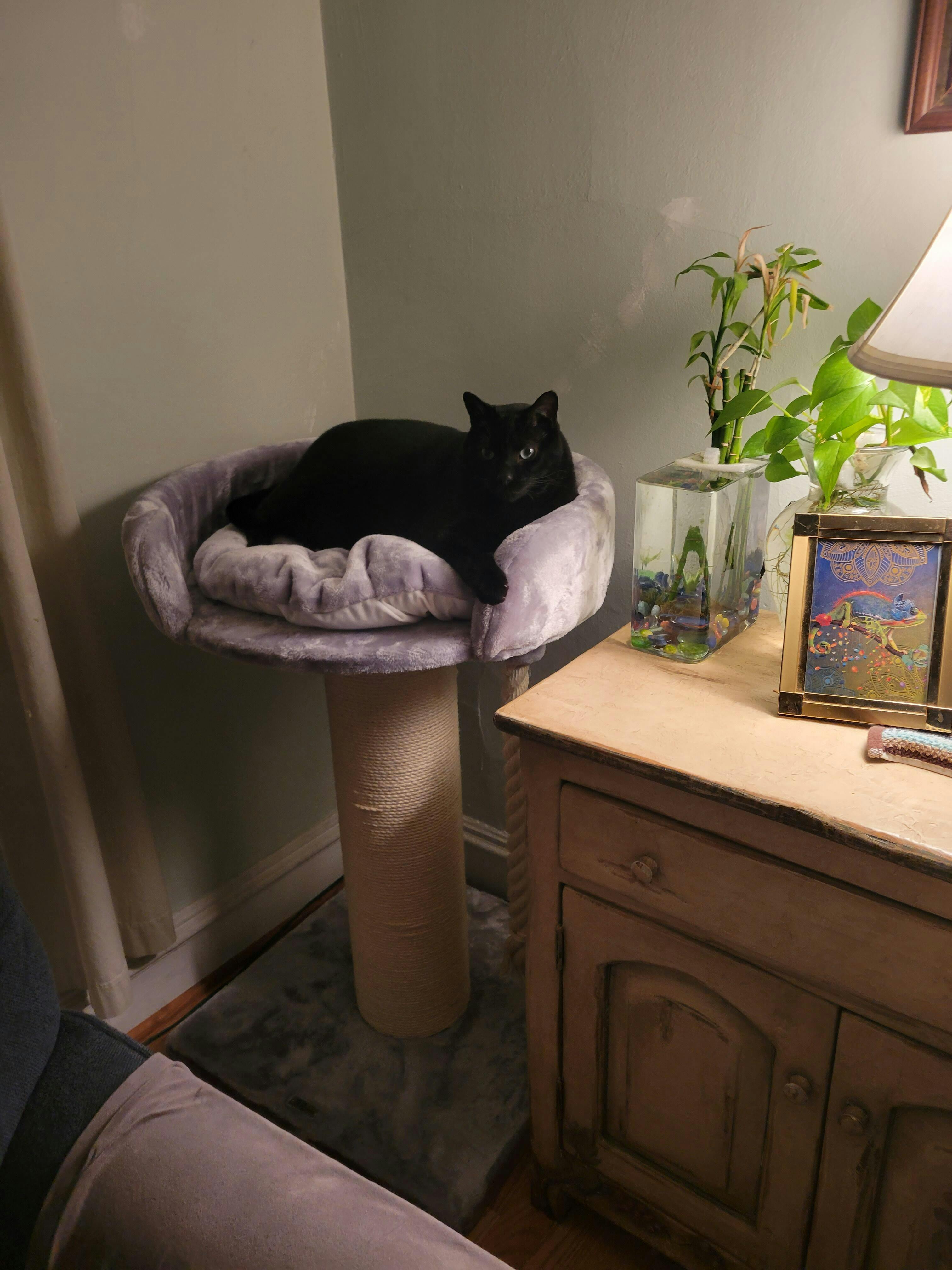 Cat Tree for large cats Queensplace XXL (Light Grey) CatTreeKing USA