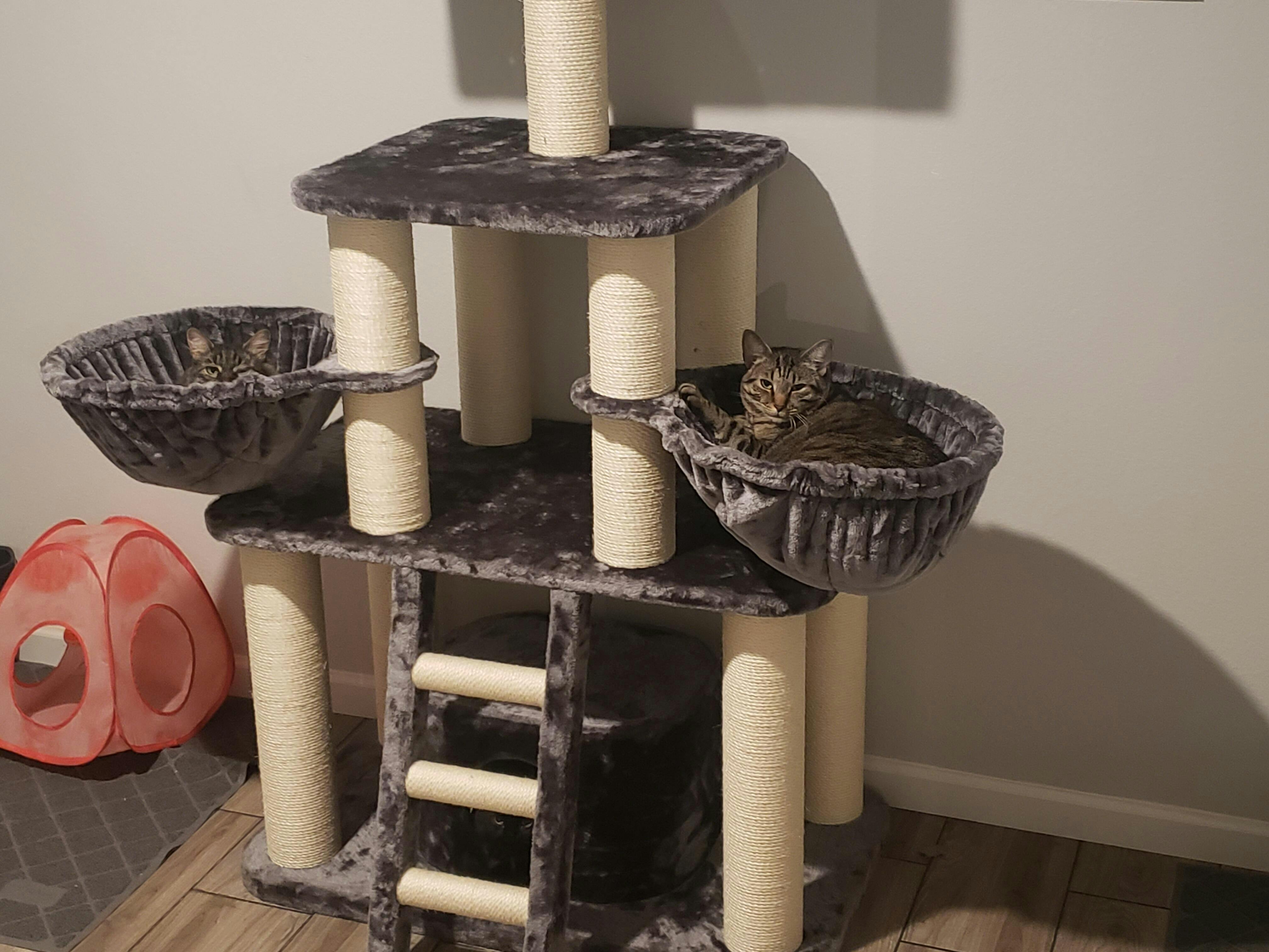 Cat Tree for large cats Tiger (Dark Grey) CatTreeKing USA