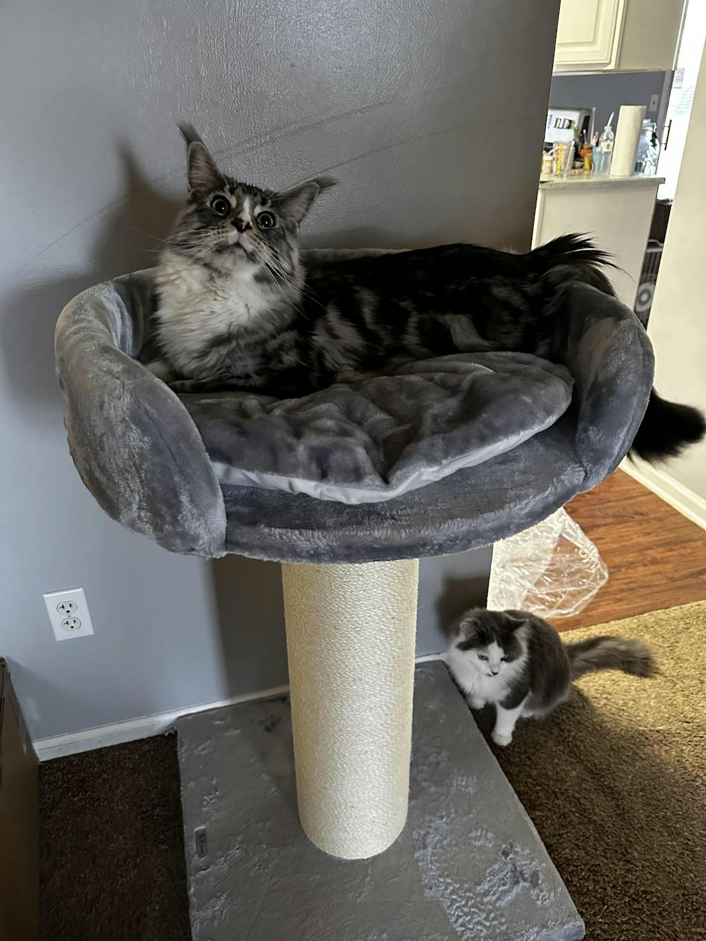 Cat Tree for large cats Queensplace XXL (Light Grey) CatTreeKing USA