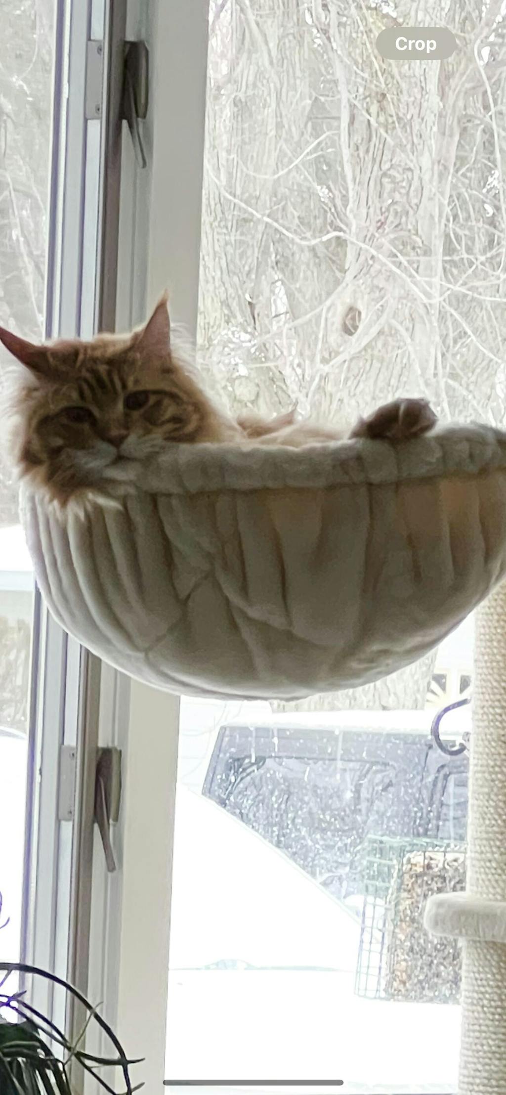 Cat Tree for large cats Cat Empire (Beige) CatTreeKing USA