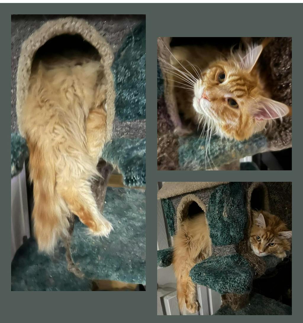 Cat Tree for large cats Cat Empire (Beige) CatTreeKing USA