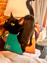 Regular CatBib