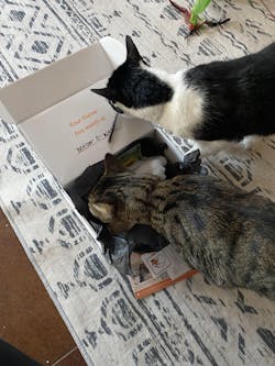 catbox