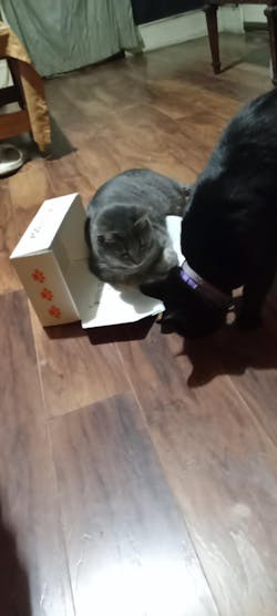 catbox