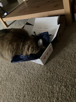 catbox