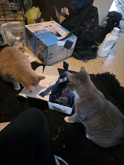 catbox