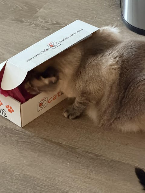 catbox