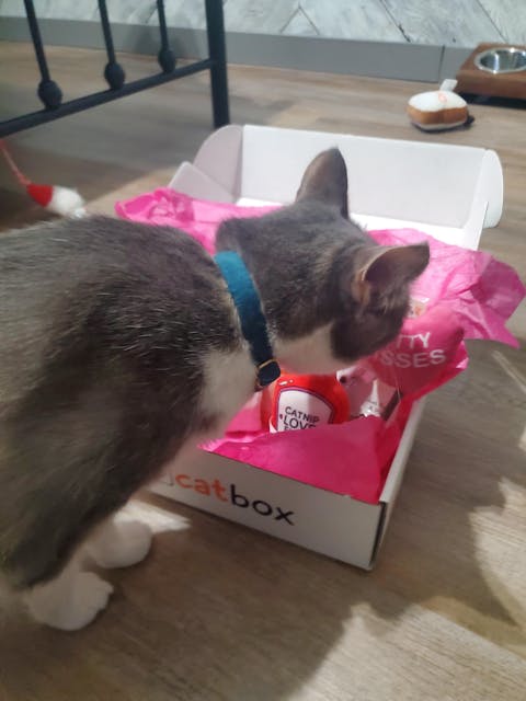 catbox