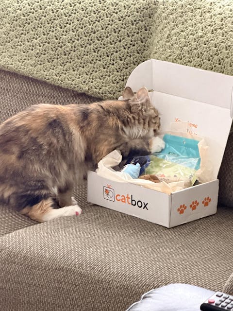 catbox