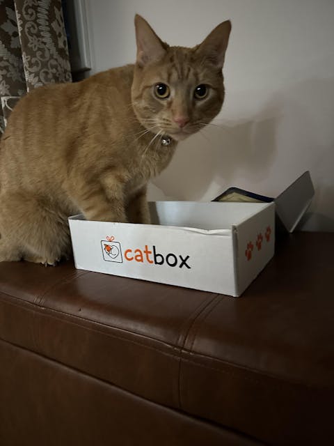 catbox