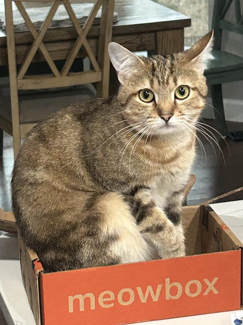 catbox