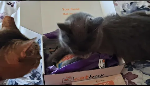 catbox