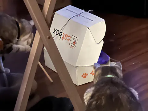 catbox
