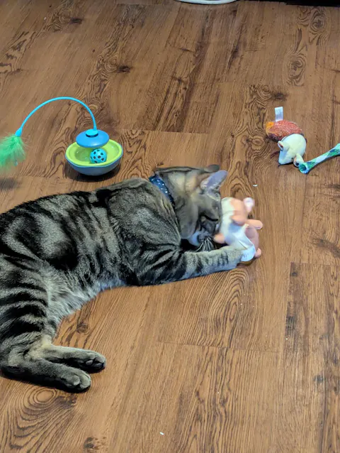 catbox