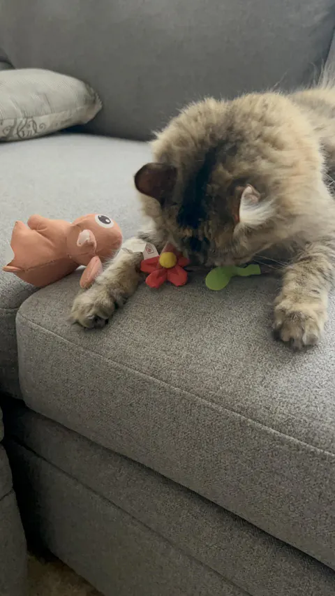 catbox