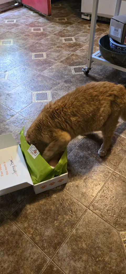 catbox