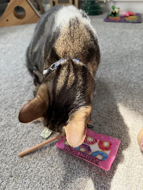 catbox