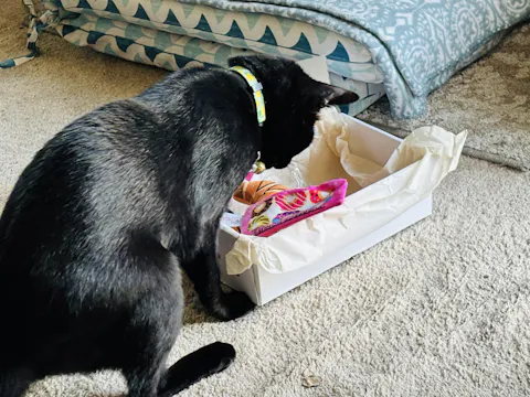 catbox