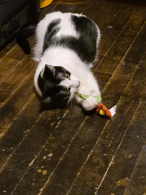 catbox