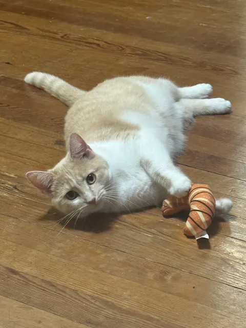 catbox