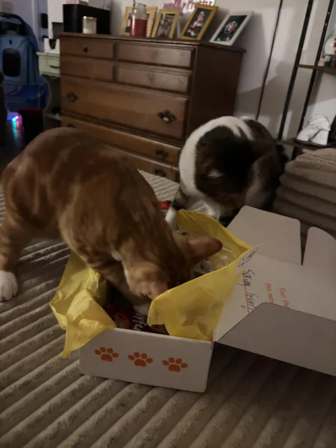 catbox