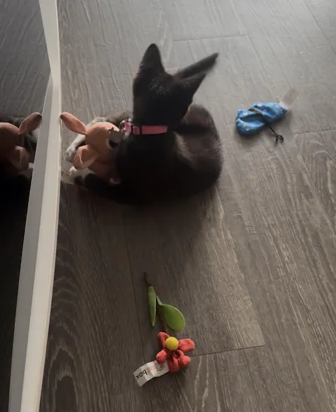 catbox