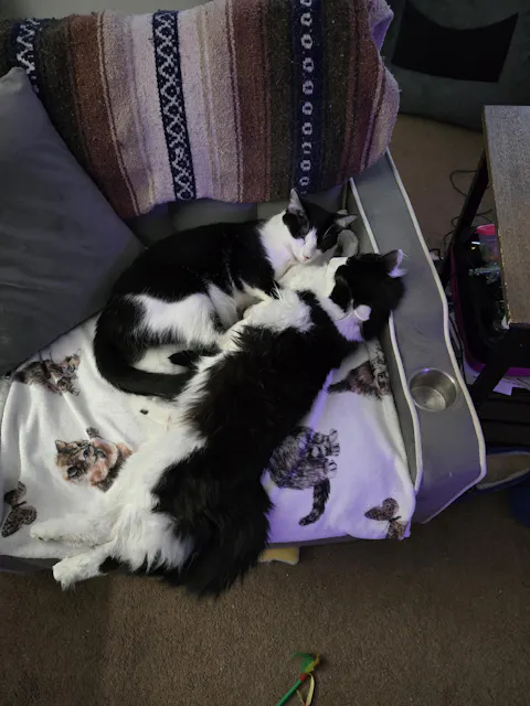 catbox