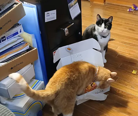 catbox