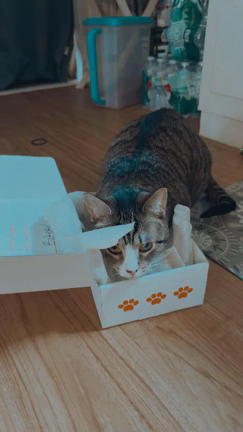 catbox