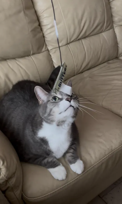 CatBox