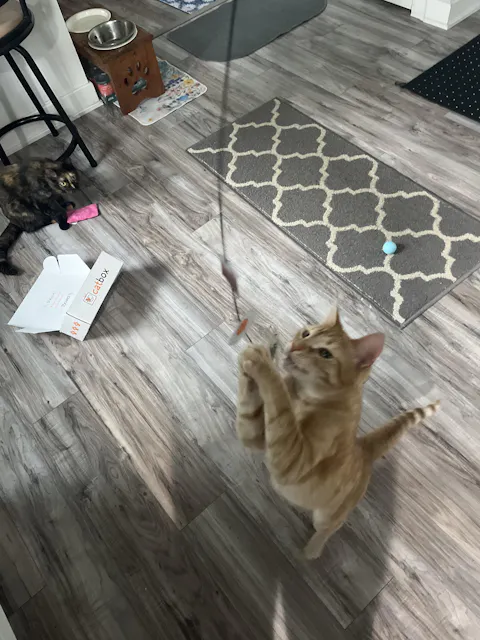 catbox