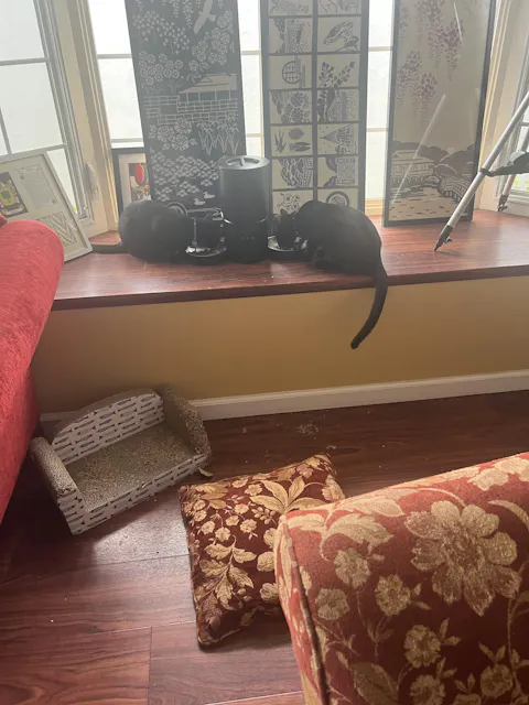 catbox