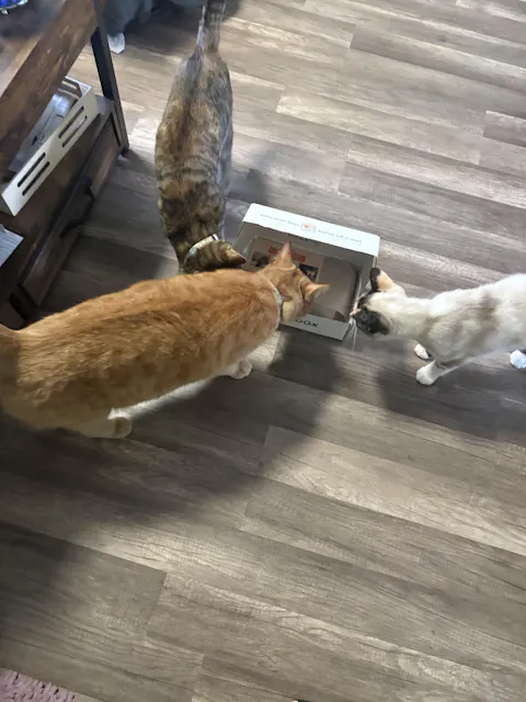 catbox