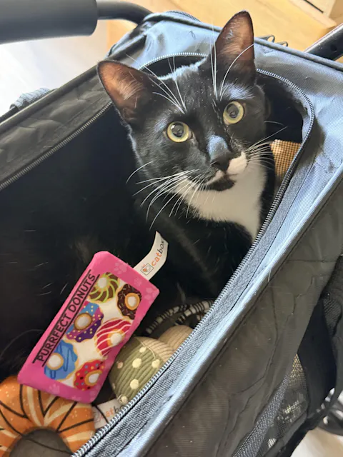 catbox
