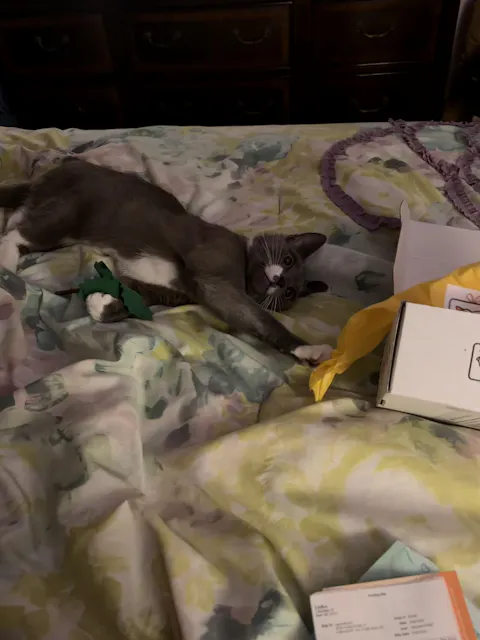 catbox