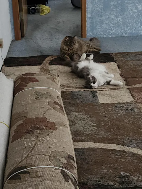 catbox