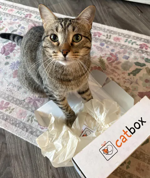 catbox