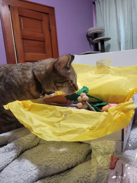 catbox
