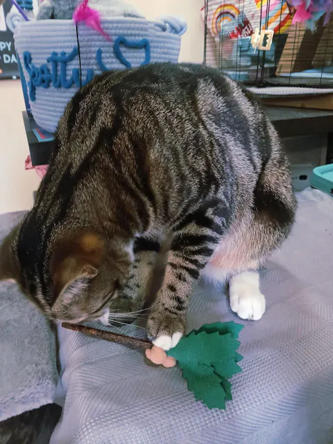 catbox