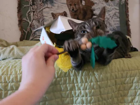 catbox