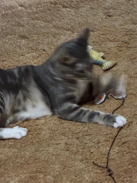 catbox