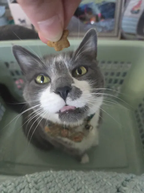 catbox